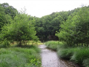 20240715美しの池②
